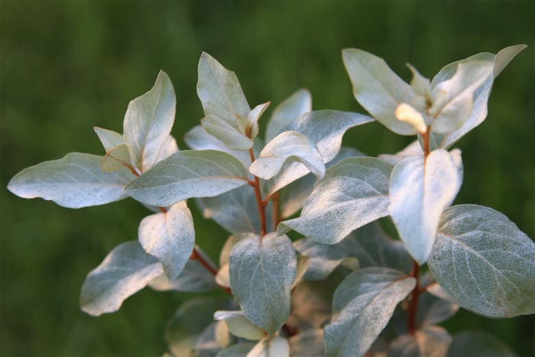 Elaeagnus commutata